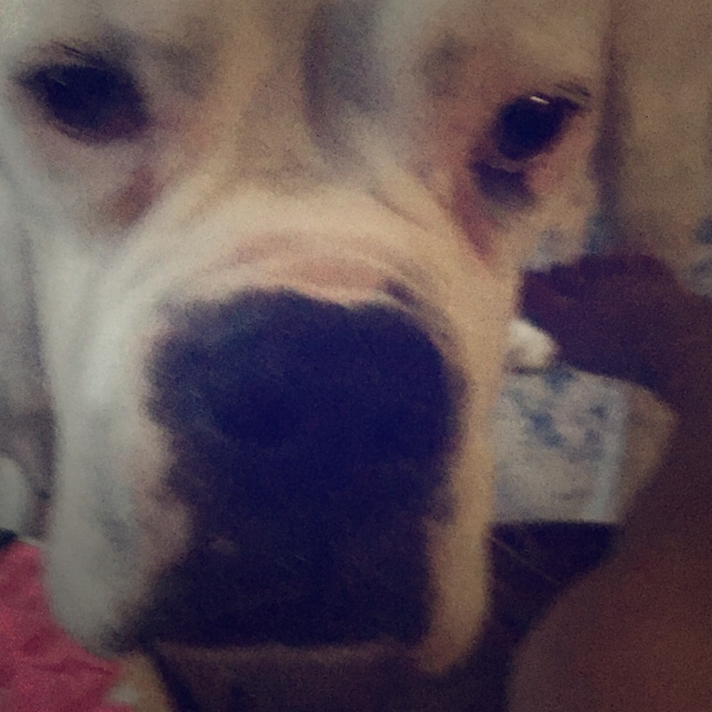My dog